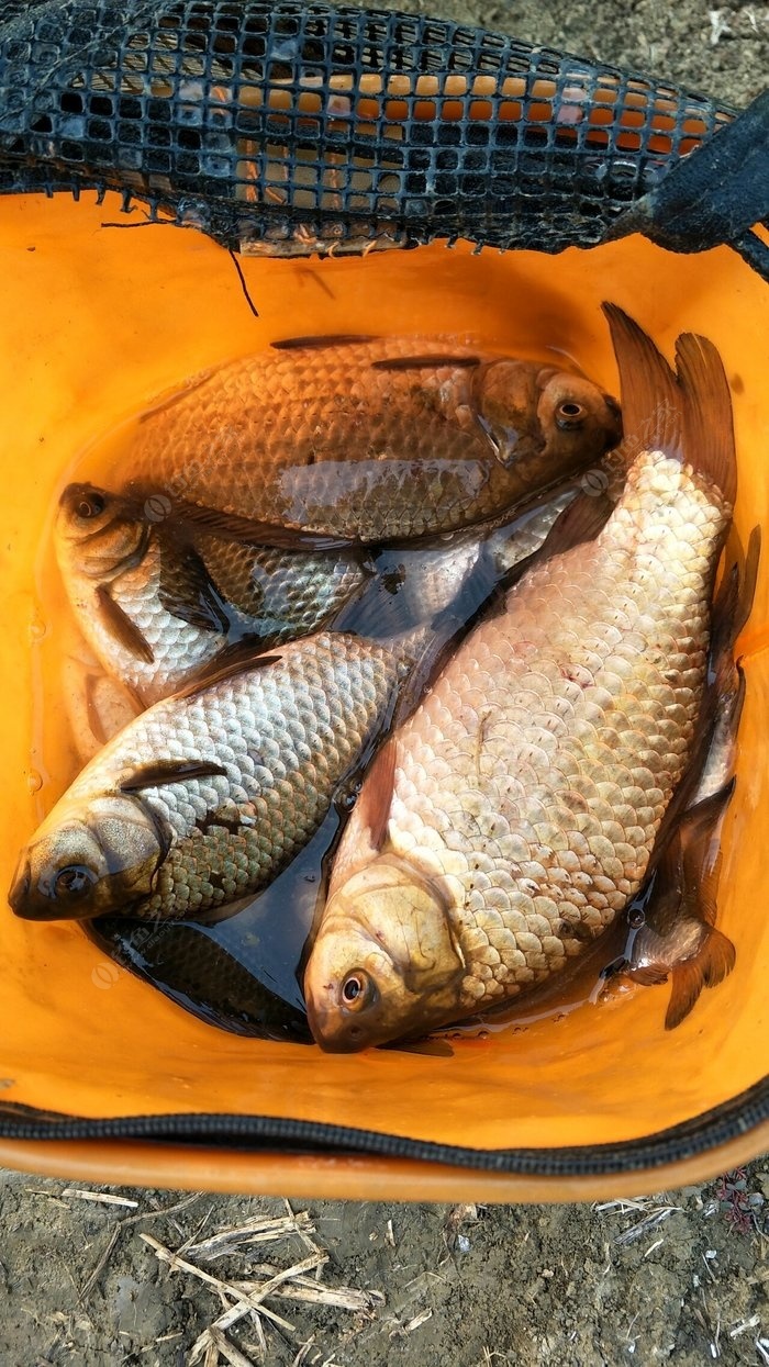 南陽釣魚網論壇_南陽釣魚網論壇野釣休閑_南陽釣魚論壇手機版