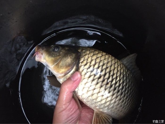 釣鯉魚餌料搭配組合圖_釣鯉魚餌料搭配最佳餌料_釣鯉魚餌料搭配