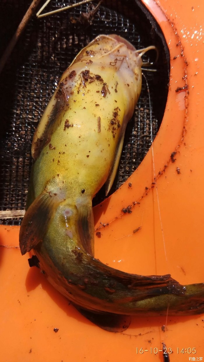 釣草魚料配方大全自配_草魚餌料配方野釣秘方_野釣草魚餌料配方大全