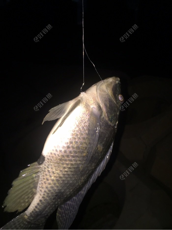 野釣鯉魚餌料加蜂蜜比例多少_釣鯉魚餌料加蜂蜜怎么樣_蜂蜜釣鯉魚用法用