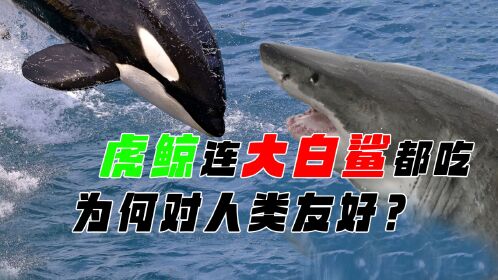 逆戟鯨寓意_逆戟鯨吃人嗎_逆戟鯨是什么動物