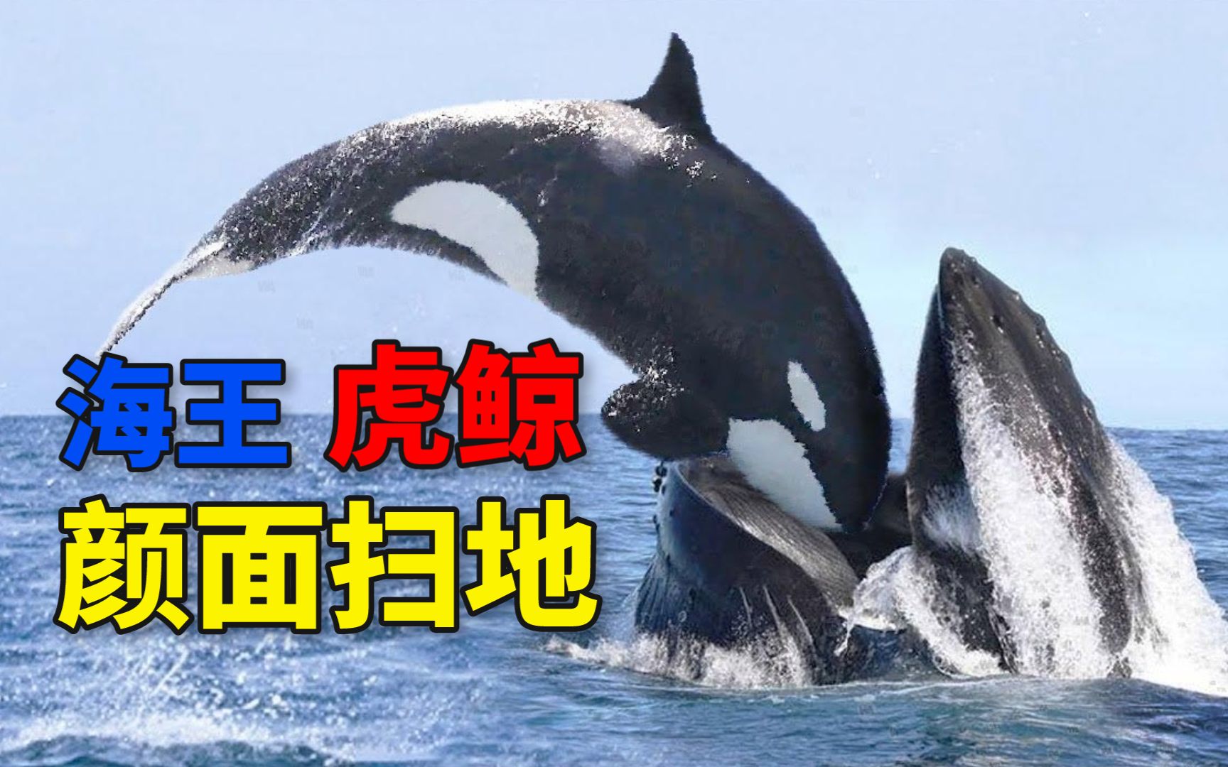 逆戟鯨是什么動物_逆戟鯨寓意_逆戟鯨吃人嗎