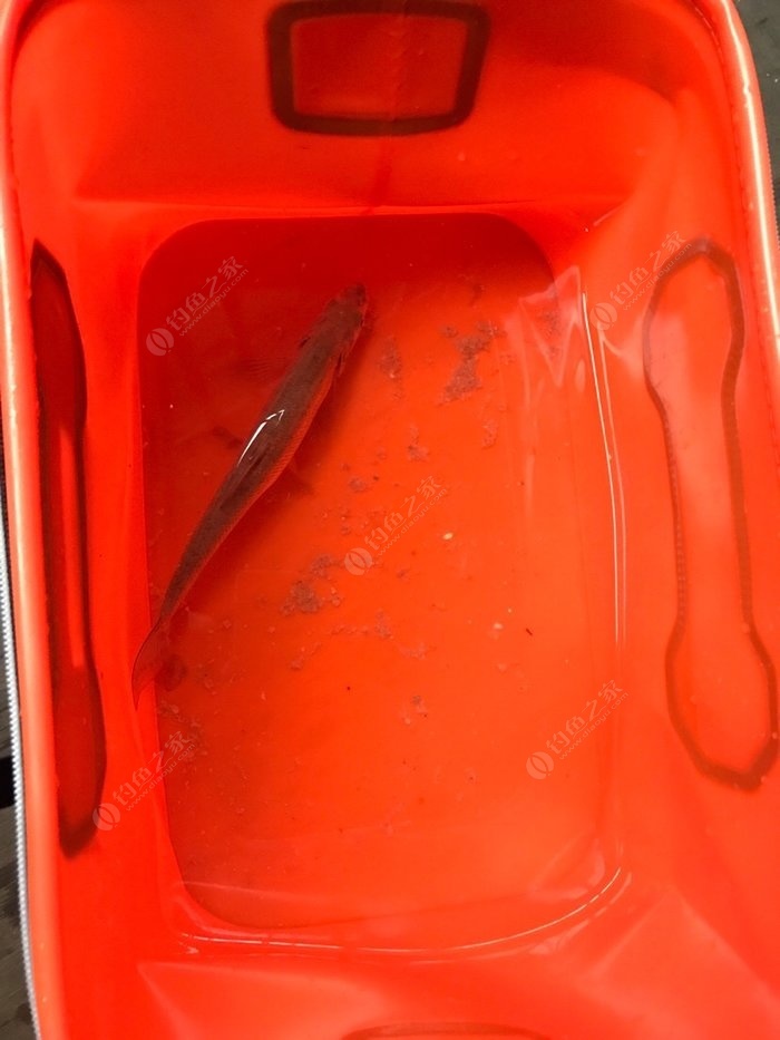 化紹新釣魚視頻野釣_2019年化紹新釣魚視頻_化紹新野釣鯉魚