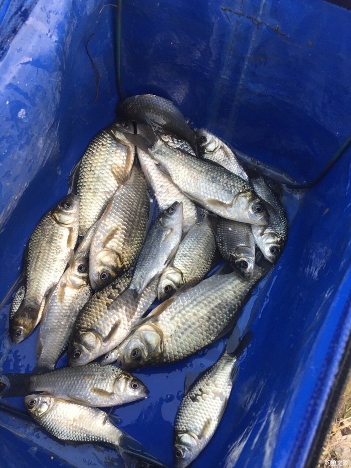 草魚餌料搭配口訣_餌料搭配草魚口訣大全_餌料釣草魚