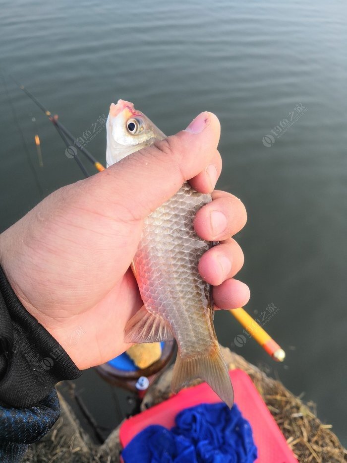 求夏季野釣鯽魚管用的餌料_夏季野釣鯽魚怎么調漂最好_夏季野釣鯽魚視頻全集