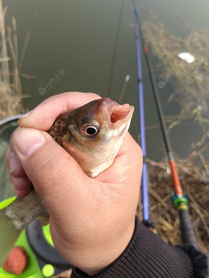 求夏季野釣鯽魚管用的餌料_夏季野釣鯽魚怎么調漂最好_夏季野釣鯽魚視頻全集