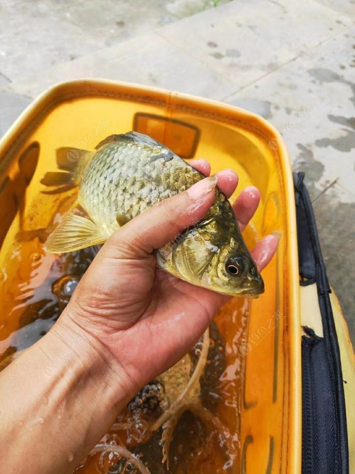 釣鯰魚用什么打窩效果最佳_鯰魚用什么釣最好_釣鯰魚用什么線做子線耐磨