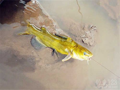 鯰魚用什么釣最好_釣鯰魚用什么打窩效果最佳_釣鯰魚用什么線做子線耐磨