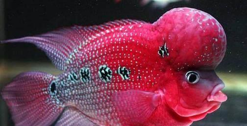 光頭強釣魚光頭強_光頭強游戲釣魚_光頭強野餐釣魚