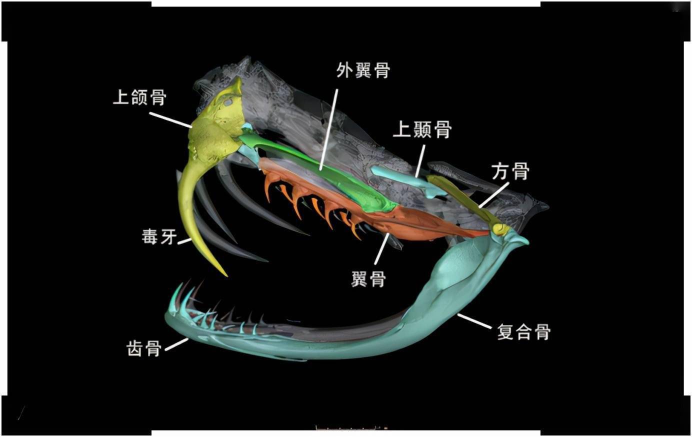 黃鱔寄生蟲_黃鱔體內有寄生蟲嗎_蟲寄生黃鱔體內有什么
