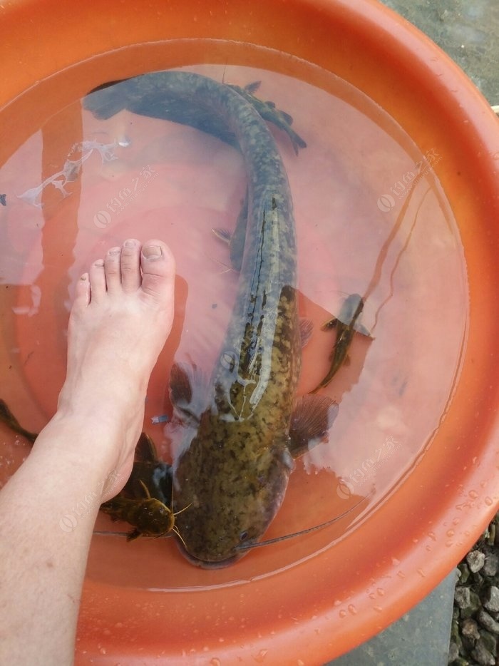 釣鯰魚用什么餌比較好_釣鯰魚好用的小藥有哪些_鯰魚用什么釣最好