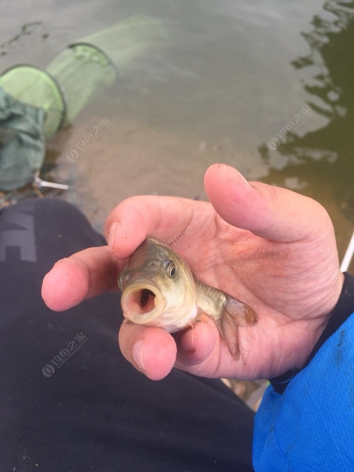 釣鯰魚用什么餌比較好_釣鯰魚好用的小藥有哪些_鯰魚用什么釣最好
