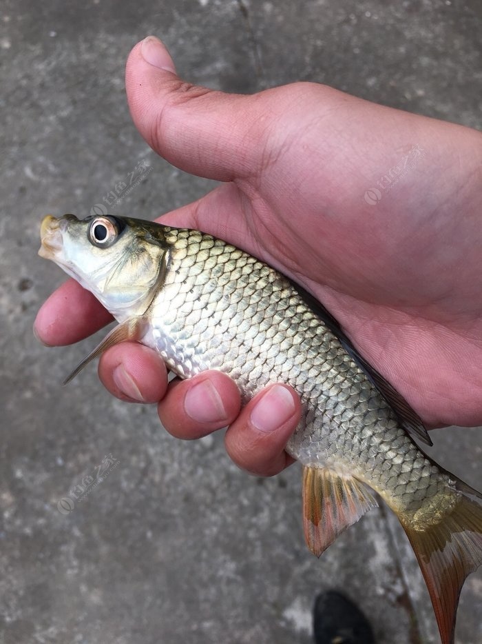 小黃y鯉魚餌料配方_釣鯉魚用的小黃面_釣鯉魚餌料小黃面配方