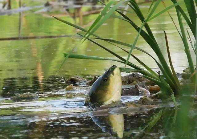 草魚餌配方大全野釣_草魚餌怎么配_草魚餌料搭配最佳配方