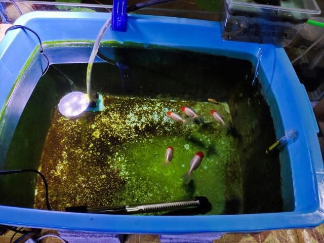 養殖黃鱔注意哪些_事項養殖黃鱔注意技術措施_黃鱔養殖技術及注意事項
