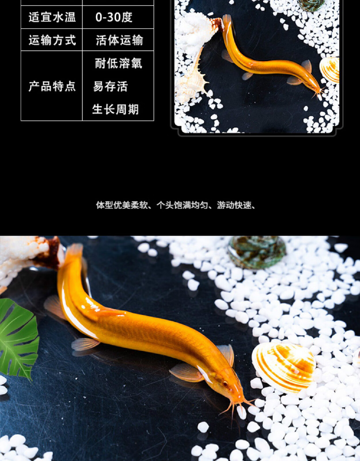 養殖泥鰍畝產技術規范_泥鰍養殖畝產量_泥鰍養殖技術畝產