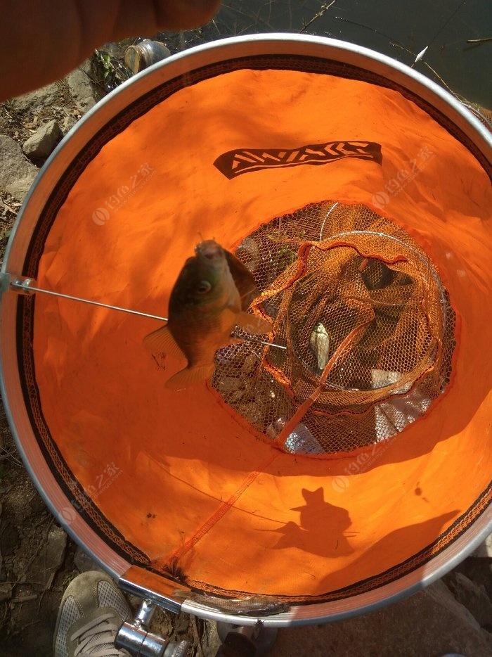 釣鯽魚視頻最好的餌料_釣魚視頻鯽魚_釣鯽魚餌料配方視頻