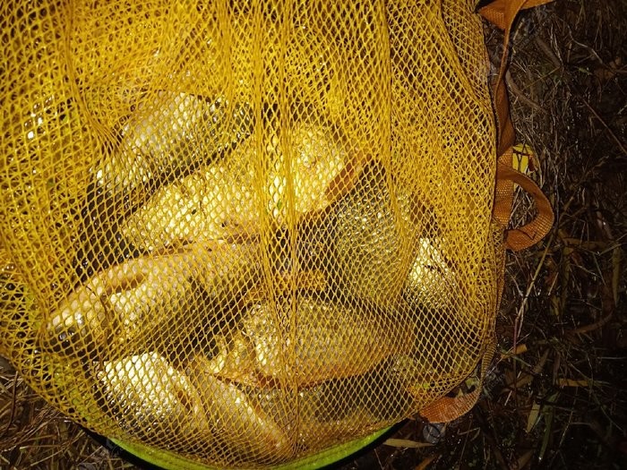 釣鯽魚視頻最好的餌料_釣鯽魚餌料配方視頻_釣魚視頻鯽魚