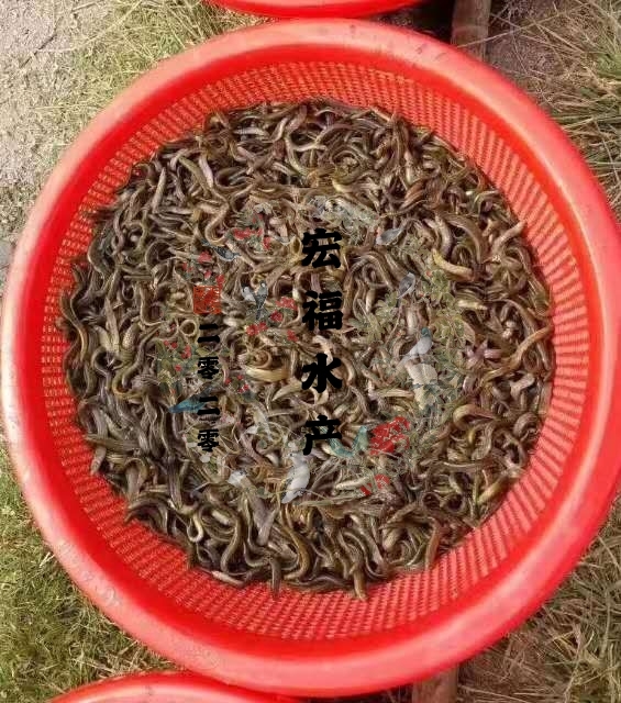養殖泥鰍利潤成本高嗎_泥鰍養殖成本和利潤_泥鰍養殖業利潤怎么樣