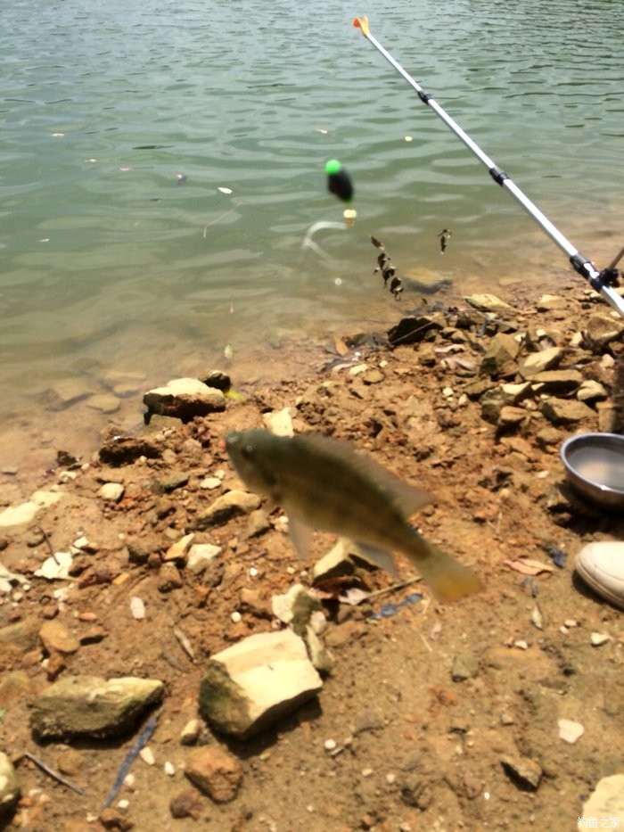 仿真釣魚 游戲_釣魚仿真游戲手機版_仿真釣魚游戲哪個好玩
