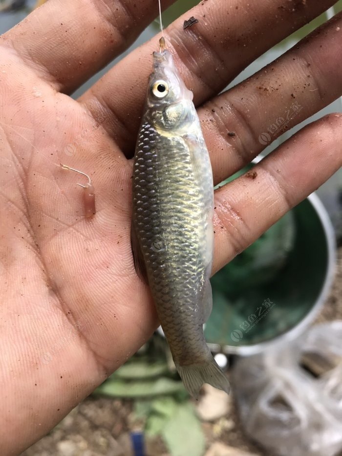 海竿野釣大魚視頻_海竿釣魚視頻大海_釣魚視頻大海海竿大全