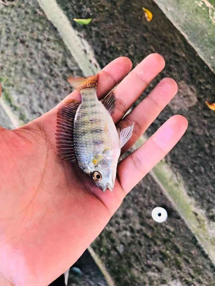 海竿釣魚視頻大海_海竿野釣大魚視頻_釣魚視頻大海海竿大全