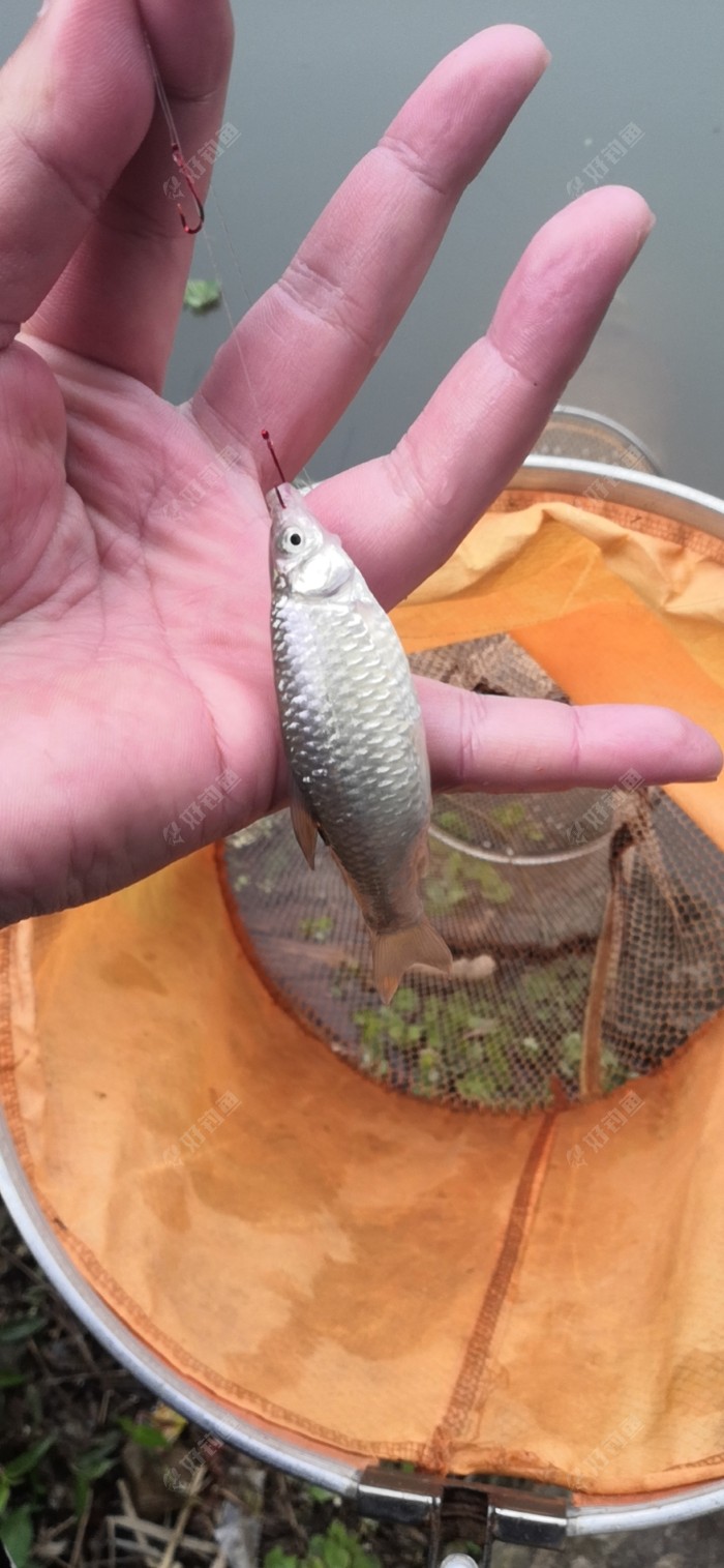 釣魚視頻大海海竿大全_海竿野釣大魚視頻_海竿釣魚視頻大海