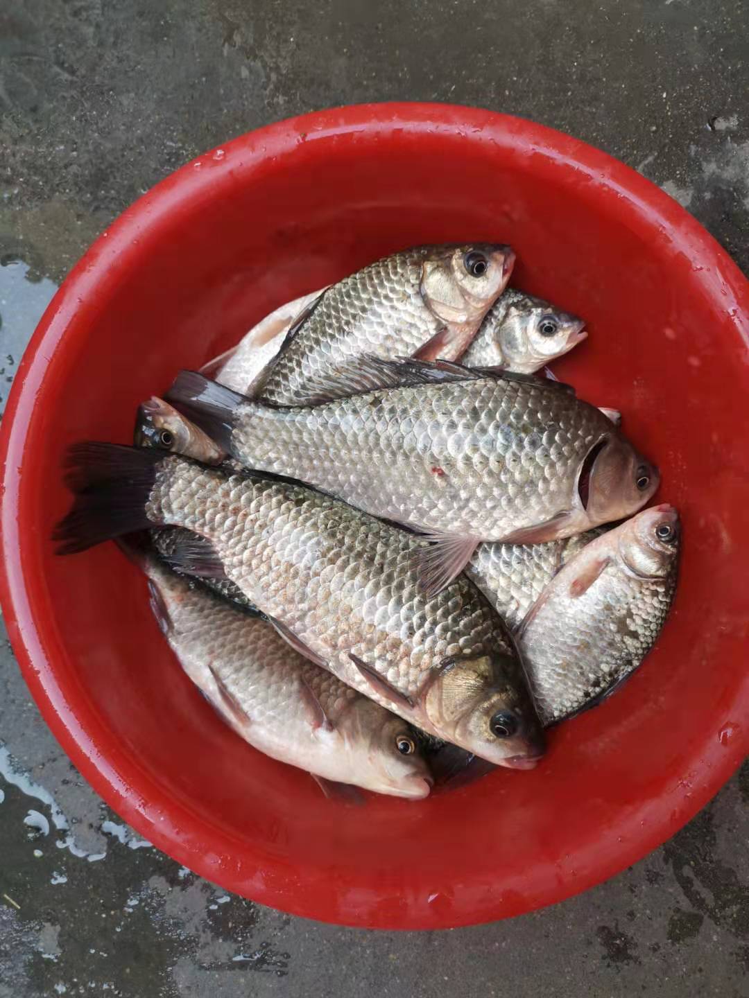 魚一直頭朝下是怎么辦_魚往回游是怎么回事_回頭魚是什么魚