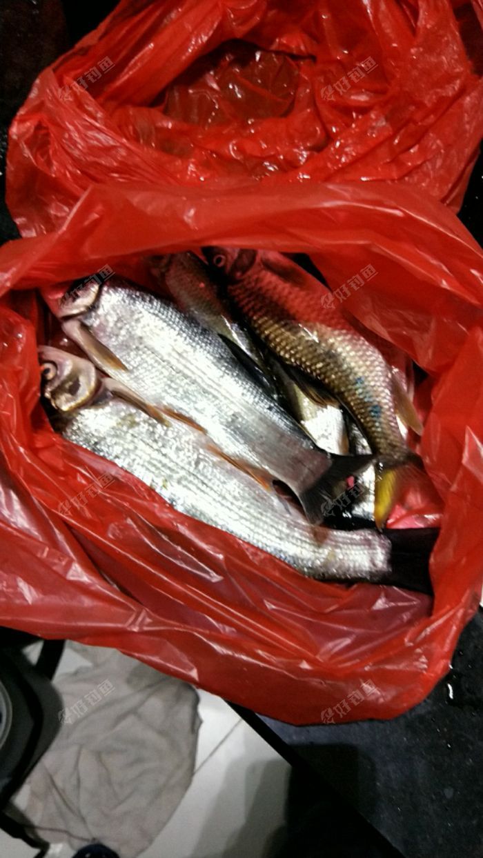 鯉魚餌料味型選擇_釣鯉魚餌料味型_鯉魚喜歡吃什么味型的餌料