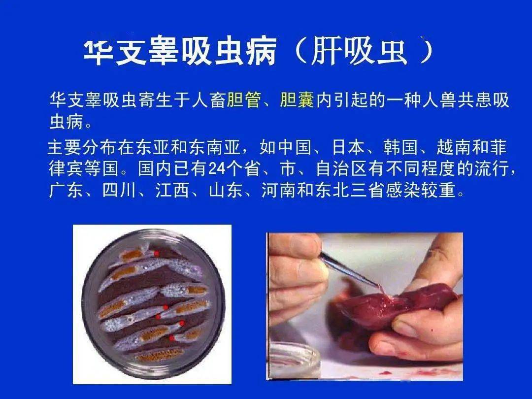 蟲寄生泥鰍有哪些_泥鰍寄生蟲病_泥鰍有寄生蟲嗎