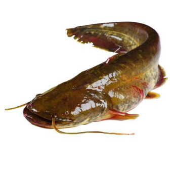 鮰魚是什么魚_魚鮰魚是淡水魚還是海魚_鯡魚鯖魚是一種魚嗎