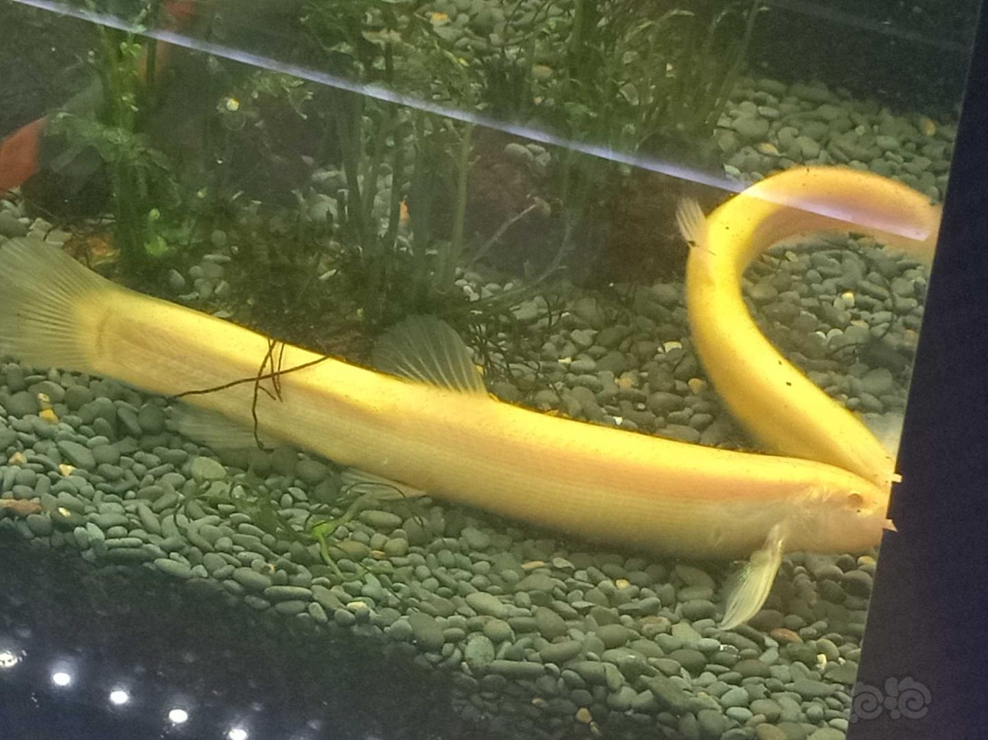 泥鰍養殖一畝_養殖泥鰍魚一畝地有多少利潤_養殖泥鰍的前景和風險