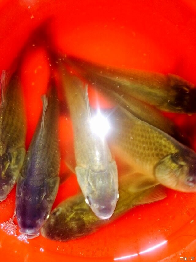 用玉米釣鯉魚怎么調漂最好_釣玉米鯉魚好用調漂嗎視頻_玉米野釣鯉魚調漂