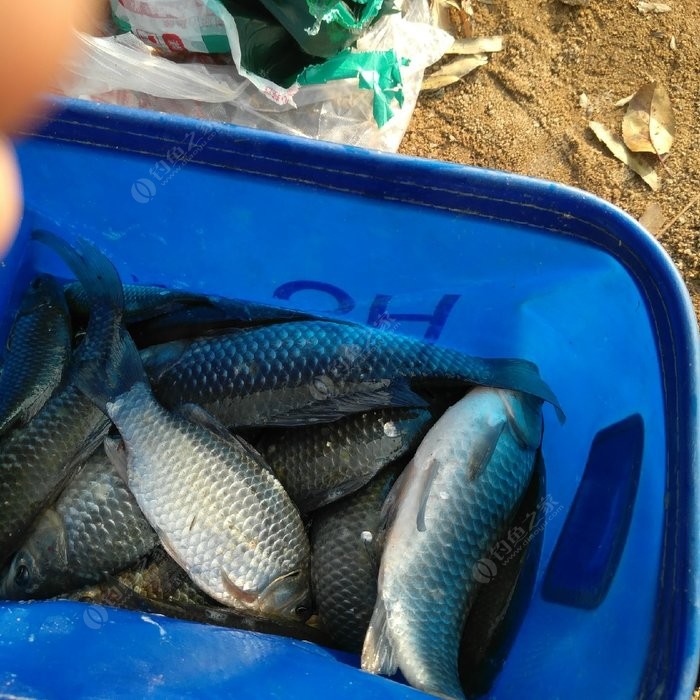 釣鯉魚鯽魚餌料好用嗎_釣鯉魚鯽魚用什么餌料最好_釣鯉魚鯽魚的餌料
