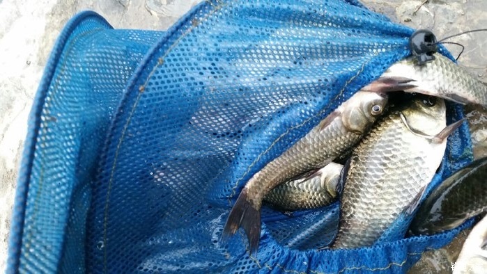 鯪魚餌料可以釣鯽魚嗎_鯪魚餌能釣鯉魚嗎_鯽魚餌可以釣鯪魚嗎