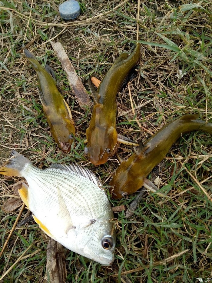 湛江海邊釣魚地點_湛江出海釣魚_湛江海釣哪里多魚