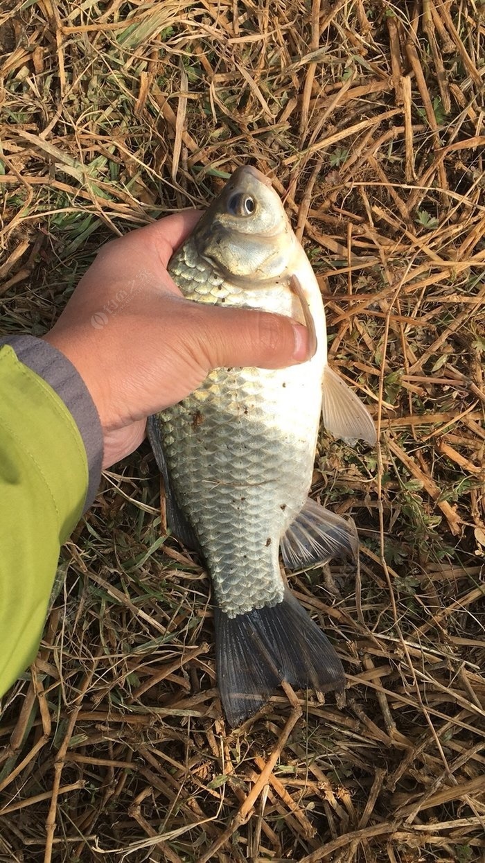 湛江出海釣魚_湛江海邊釣魚地點_湛江海釣哪里多魚