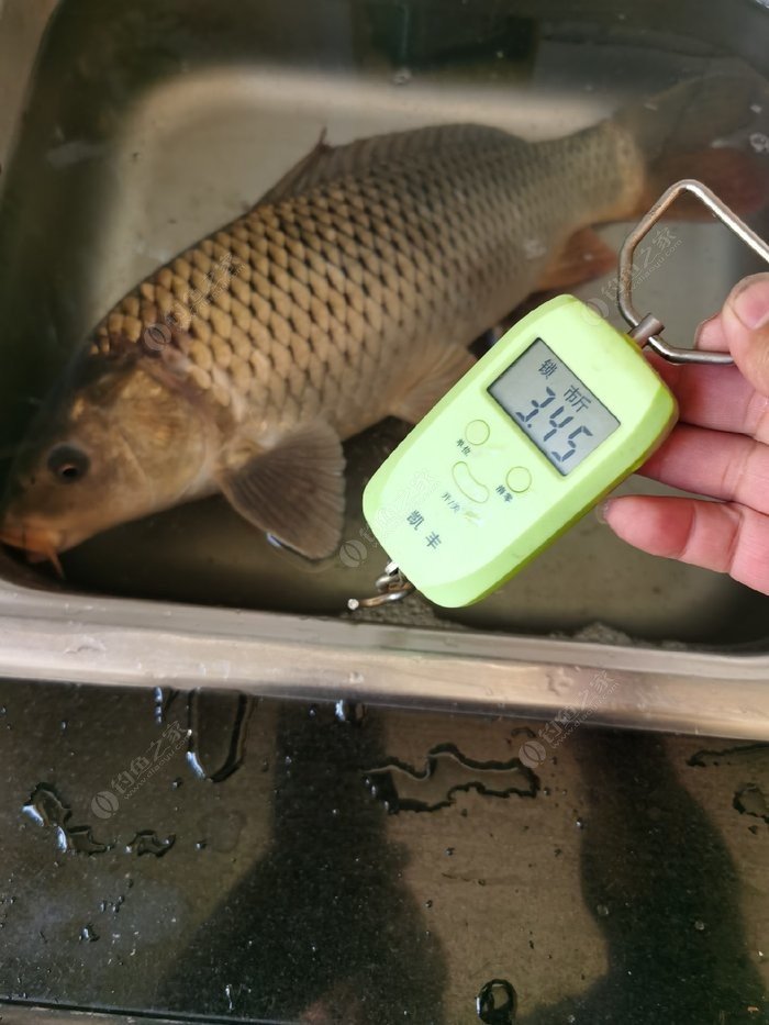 高手分享：手竿垂釣鰱鳙魚的秘籍！