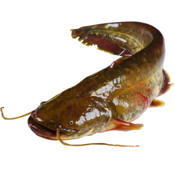 鯰魚種類大全圖解_鯰魚品種介紹_鯰魚種類及圖片
