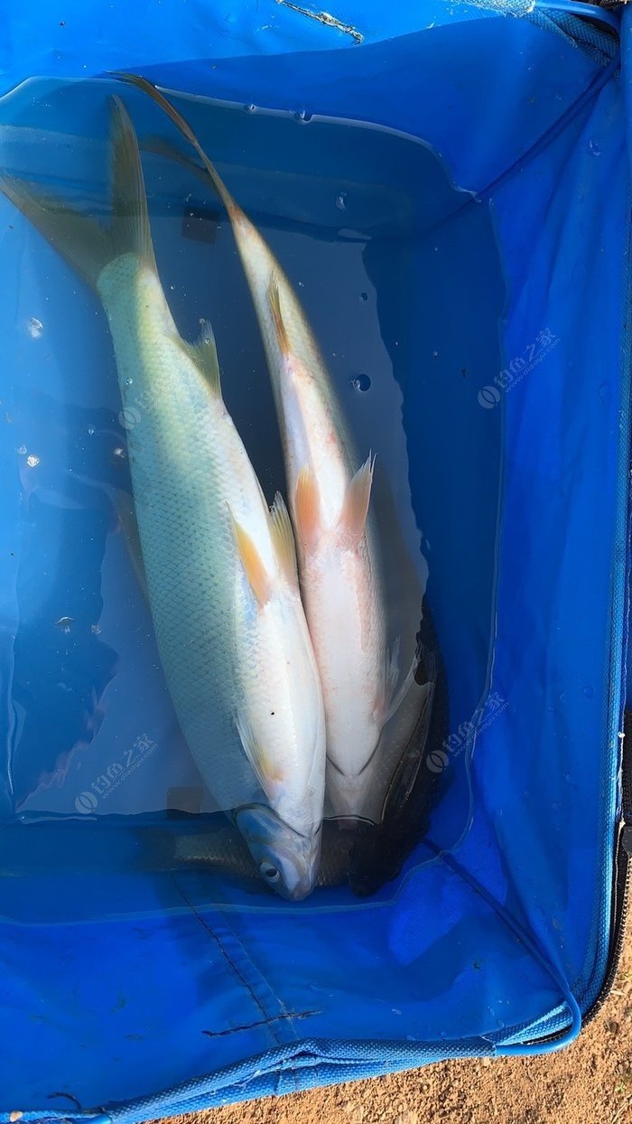 釣黃尾餌料狀態_鯪魚餌料釣黃尾效果好嗎_拉餌釣黃尾
