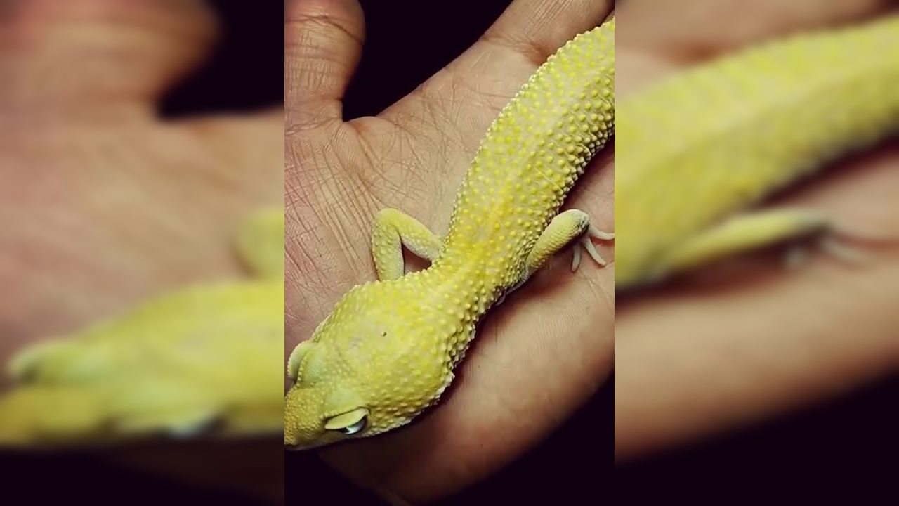 火蠑螈是什么動物_火蠑螈是什么生物_火蠑螈是益蟲還是害蟲