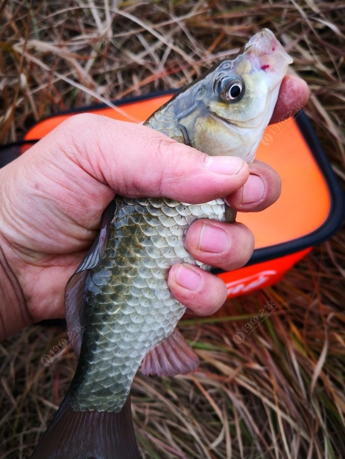 三河釣魚的寓意_三河釣魚群_三河釣魚網