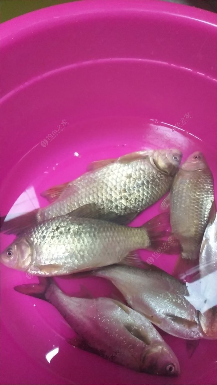 三河釣魚的寓意_三河釣魚網_三河釣魚群