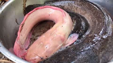 清江魚圖片_鯰魚圖片_黑魚圖片