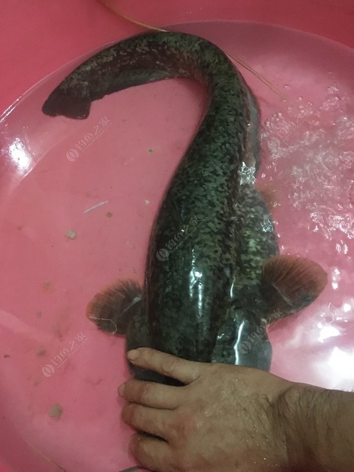清江魚圖片_黑魚圖片_鯰魚圖片