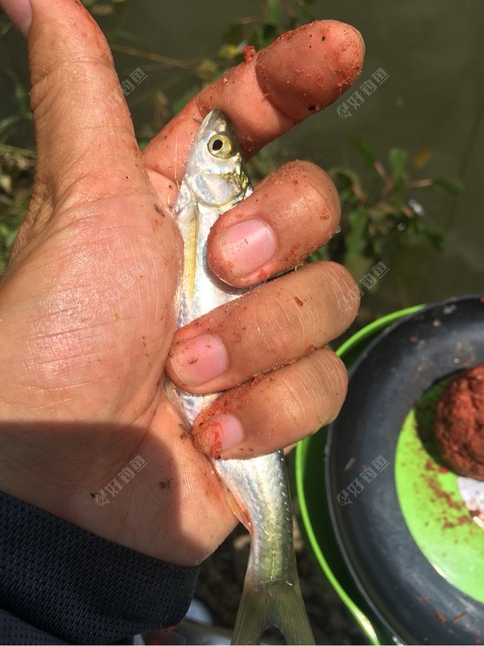 鯰魚圖片_清江魚圖片_黑魚圖片