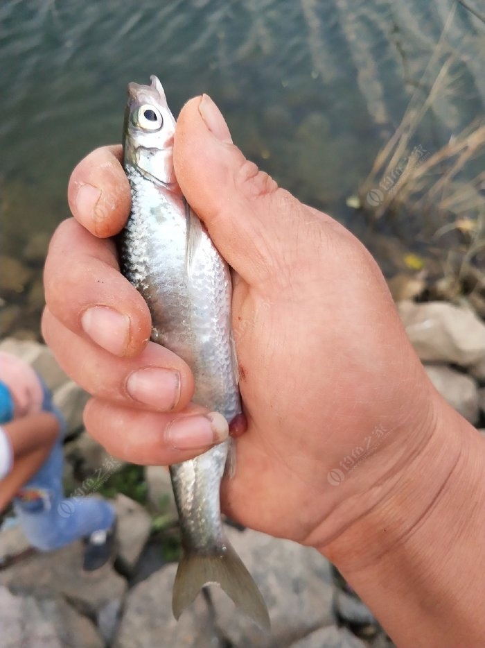 沙河釣魚_沙河有那些地方好釣魚_沙河釣魚用什么餌料