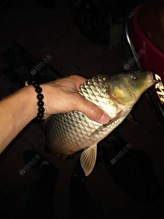 釣鯉魚用多大勾合適_釣鯉魚用多大鉤_釣鯉魚多大魚鉤