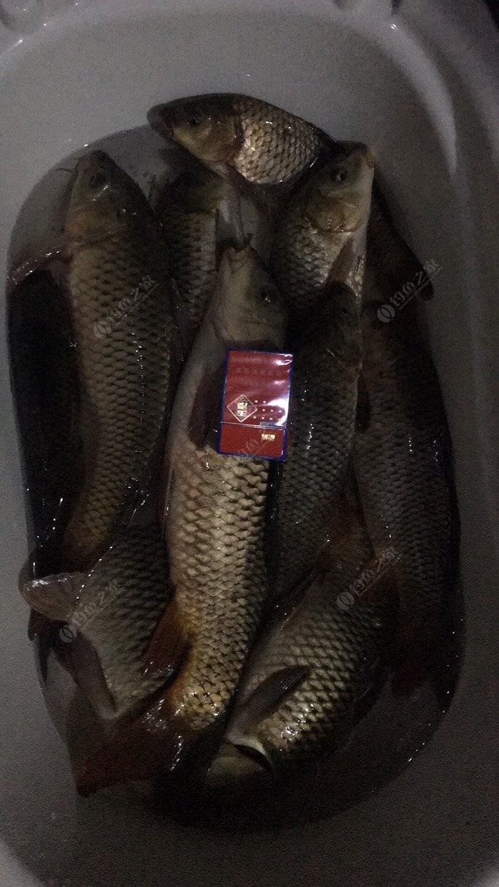 釣鯉魚多大魚鉤_釣鯉魚用多大勾合適_釣鯉魚用多大鉤