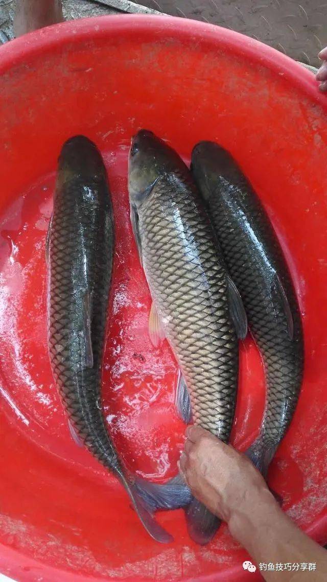 釣玉米絕招草魚怎么釣_釣玉米絕招草魚視頻_玉米釣草魚絕招